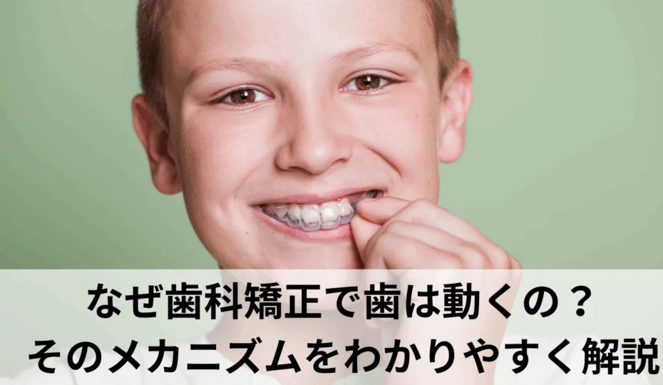 歯科矯正で歯が少しずつ動く仕組みを解説 アイキャッチ